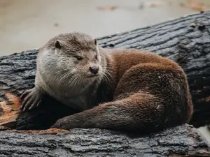 Lithuanian Zoo