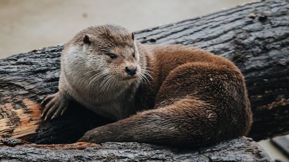 Lithuanian Zoo