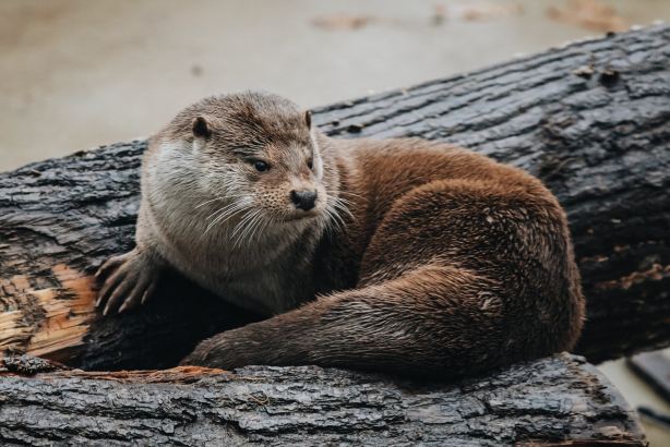 Lithuanian Zoo
