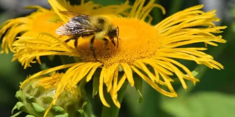 Rodale Institute Farm