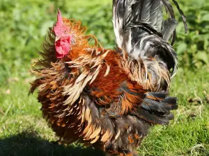 Agrikids