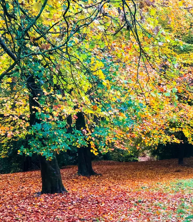 Beechwood