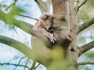 ロックハンプトン動物園