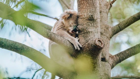 Rockhampton Zoo