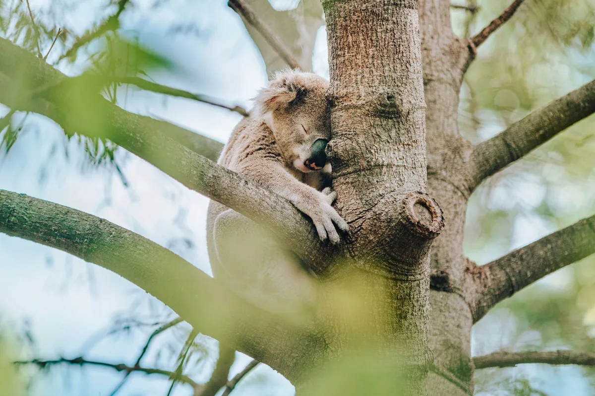 Rockhampton Zoo