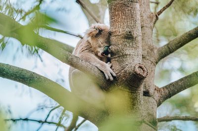 Rockhampton Zoo