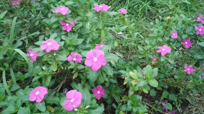 5_Narmada Botanic Garden
