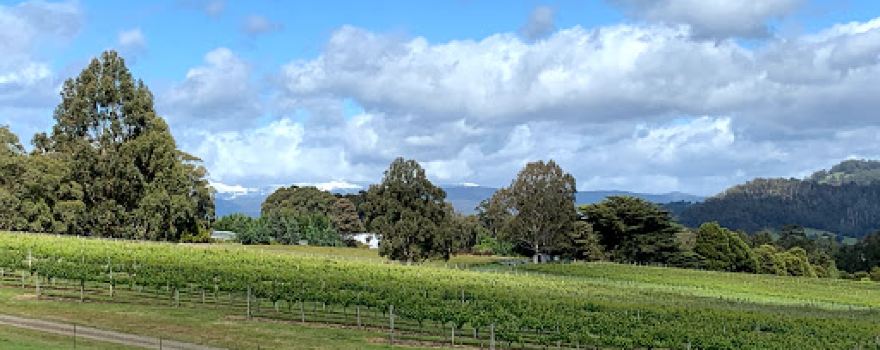 Elsewhere Vineyard