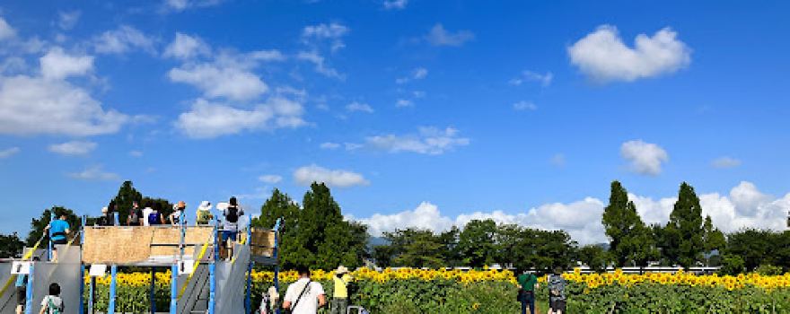 Zama Sunflower Field