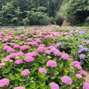 あじさいの森
