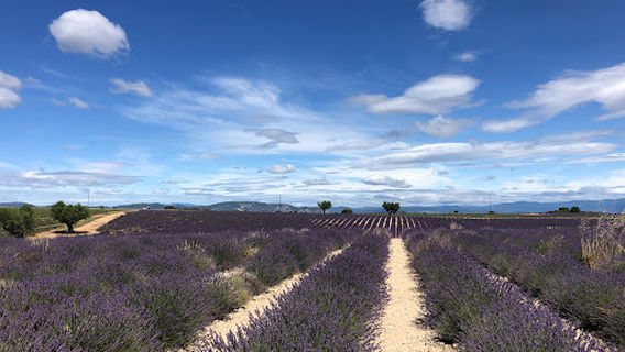 Musée de la Lavande