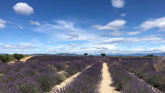 Musée de la Lavande