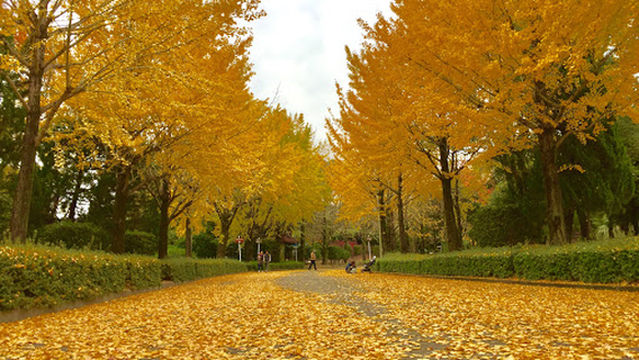 Kumamoto Athletic Park Main Tennis Center