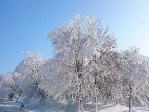Botanicheskiy Sad Pri Dgu