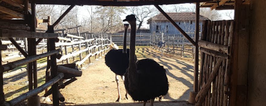 Blue Ostrich farm