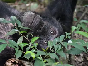 Kibale Forest