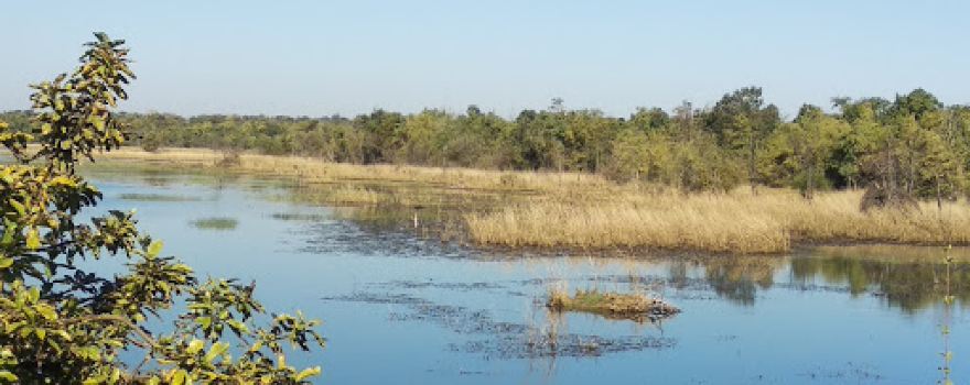 Tadoba National park