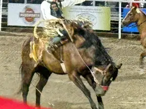 Oakley Rodeo