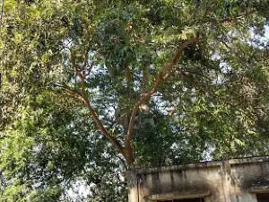 Sri Thogu Venkateswaraswamy Temple