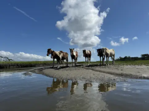 Assateague Explorer Pony Watching Cruise & Kayaking