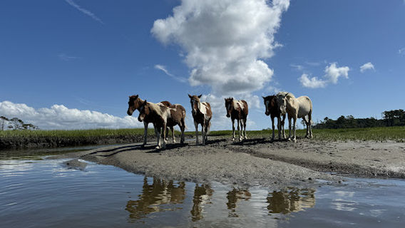 Assateague Explorer Pony Watching Cruise & Kayaking
