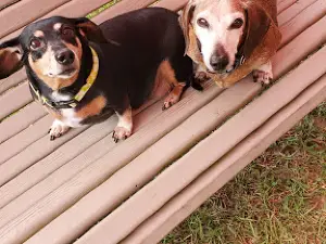 Gordy Dog Park