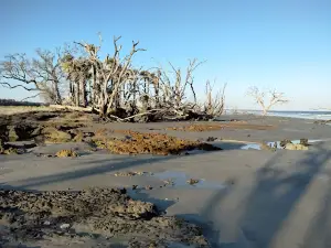 Driftwood Beach