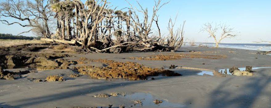 Driftwood Beach
