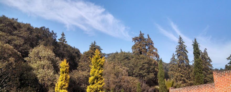 Campestre tamaca