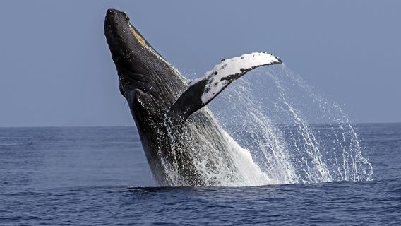 Hawaii Marine Life Charters