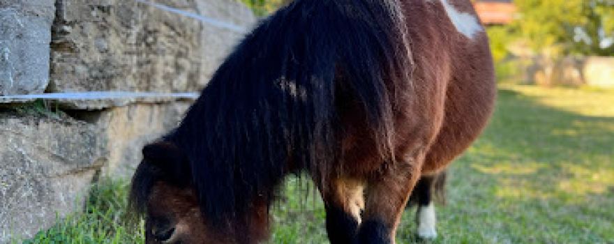 Ponyhof kleines Lottchen