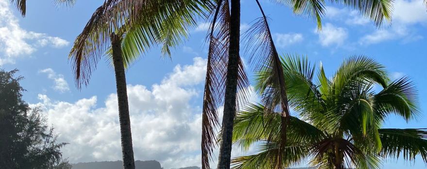 Paia