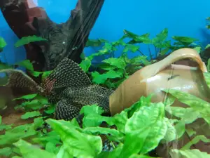 Zoo Pitesti