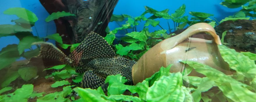 Zoo Pitesti