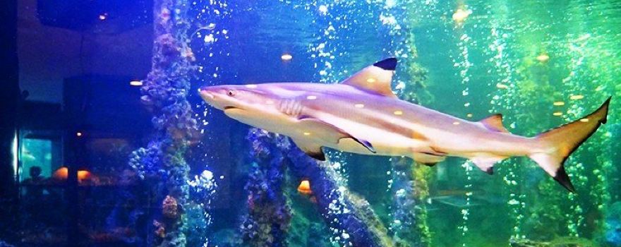 Rayong Aquarium