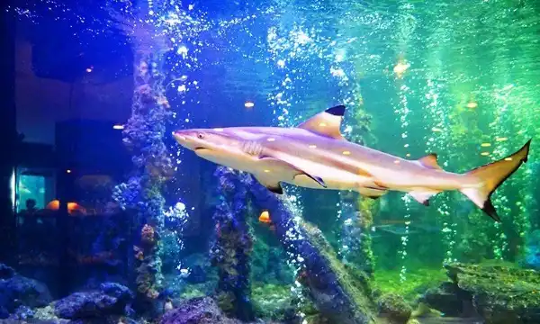 โรงแรมใกล้สถานแสดงพันธุ์สัตว์น้ำระยอง