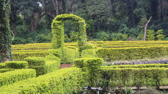 Yercaud Rose Garden