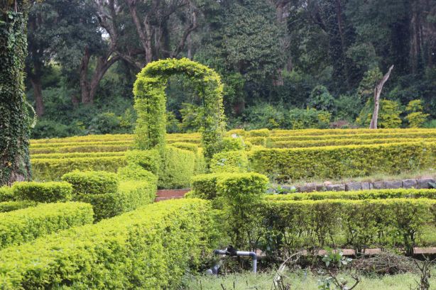 Yercaud Rose Garden