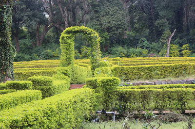 Yercaud Rose Garden