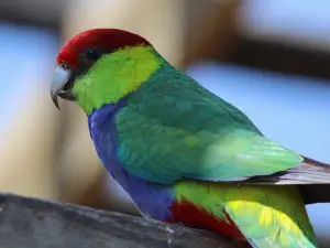 Rainbow Jungle