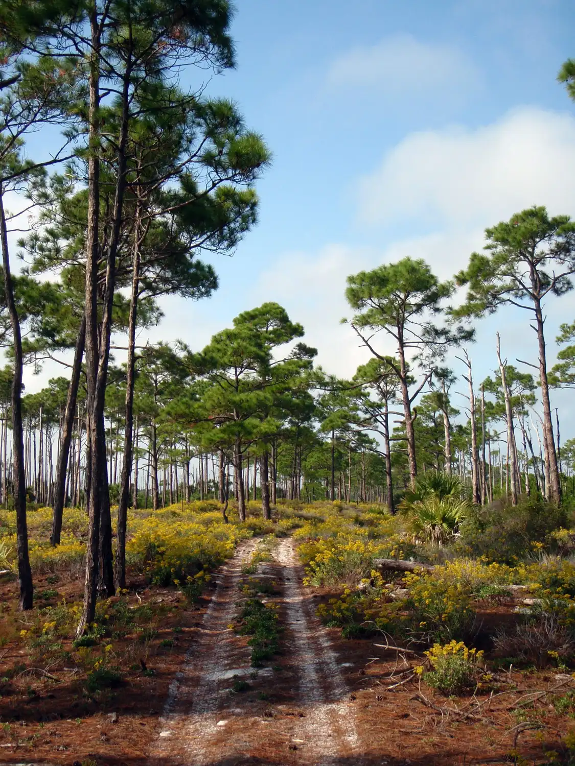Hotels near Saint George Island State Park
