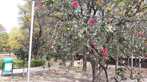 Hibicus Garden