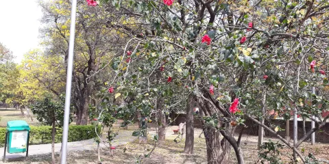 Hibicus Garden