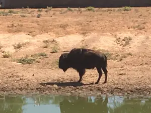 Hillcrest Park Zoo