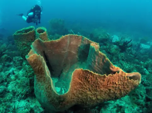 Eco Dive, Grenada Blue