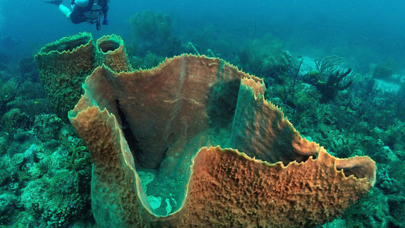 Eco Dive, Grenada Blue
