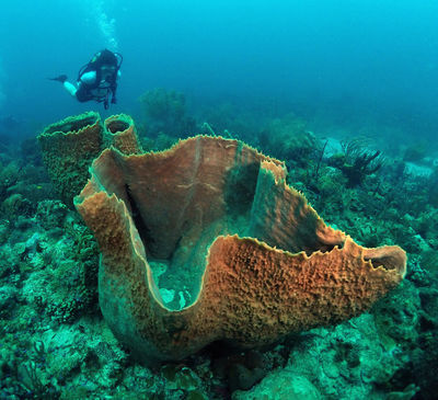 Eco Dive, Grenada Blue