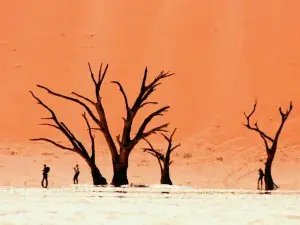 Wild Wind Safaris