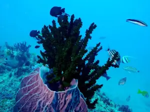 Blue Corals Dive | Best Scuba Diving in Andaman | India