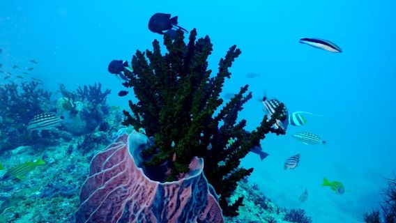 Blue Corals Dive | Best Scuba Diving in Andaman | India